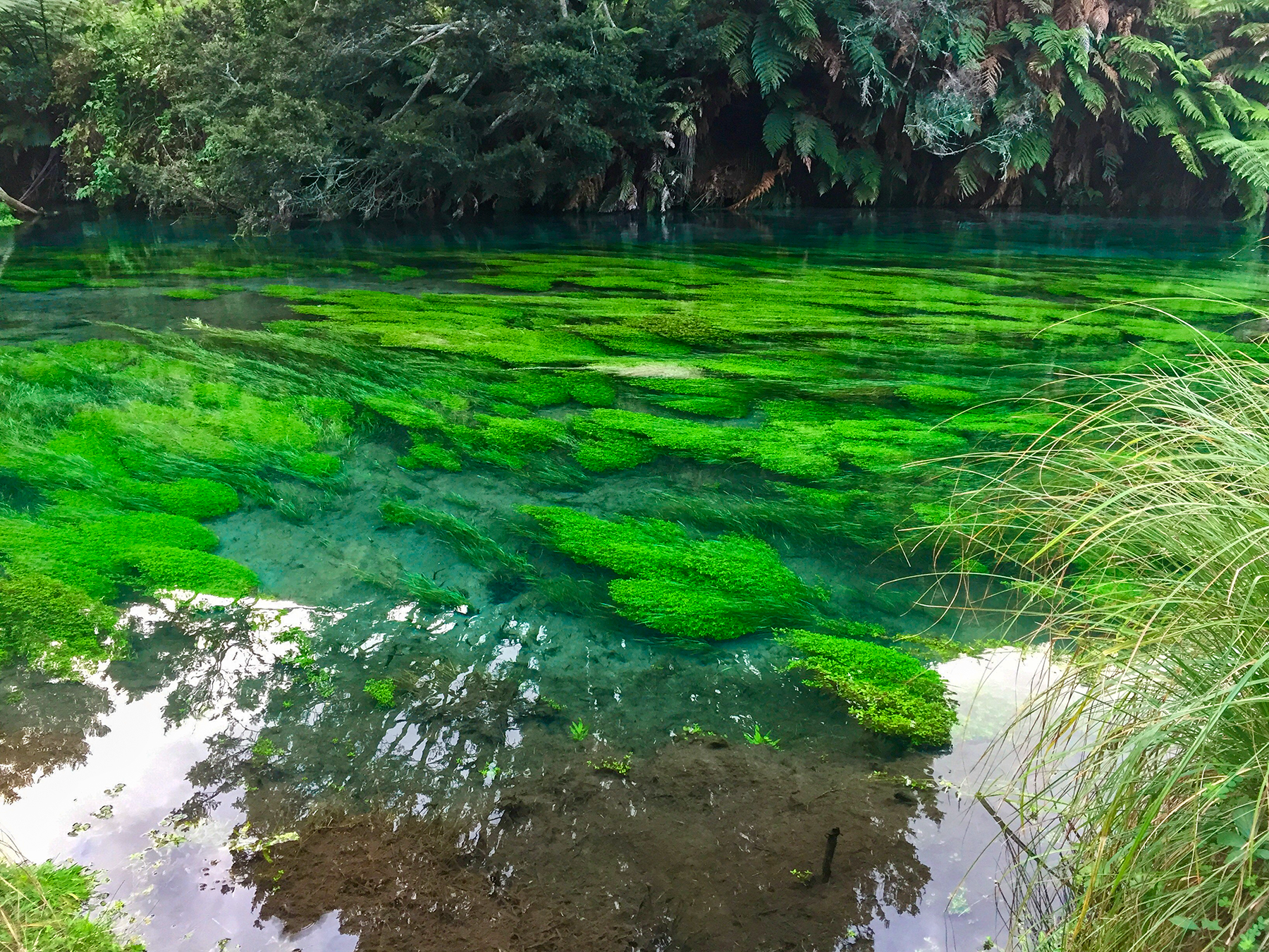 Blue Spring